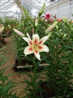 [4153 Nymph No01.JPG]